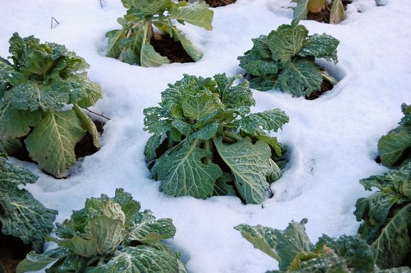 Thumbnail image for Western North Carolina Planting Calendar for Annual Vegetables, Fruits, and Herbs